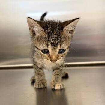Zelda -  Domestic Short Hair Cat Available for Adoption in Marshall, Texas - Zelda | PetCurious