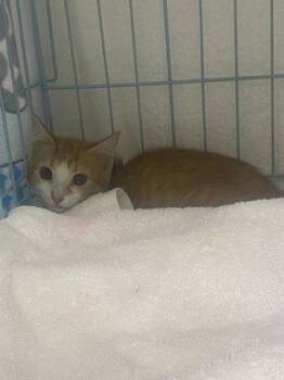 Mellow -  Domestic Short Hair Cat for Adoption in Gainesville, Florida - Mellow | PetCurious
