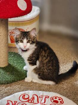 Peppermint Patty -  Domestic Medium Hair Cat for Adoption in Millcreek, Utah - Peppermint Patty | PetCurious