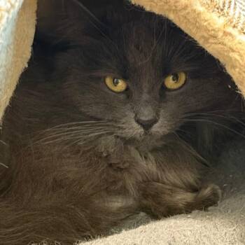 Ganesha -  Domestic Medium Hair Cat for Adoption in Fort Collins, Colorado - Ganesha | PetCurious