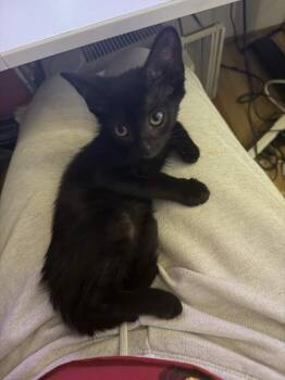 Formica -  Domestic Short Hair Cat for Adoption in South Euclid, Ohio - Formica | PetCurious
