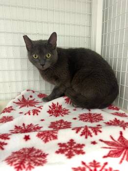 Domestic Short Hair Cats Available for Adoption in Brookings, Oregon - Hazel | PetCurious