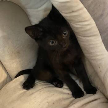 Kiwi -  Domestic Short Hair Cat Available for Adoption - Kiwi | PetCurious
