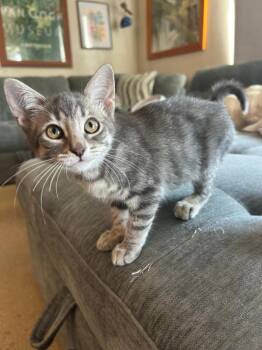 Delilah -  Domestic Short Hair Cat for Adoption in Oceanside, California - Delilah | PetCurious