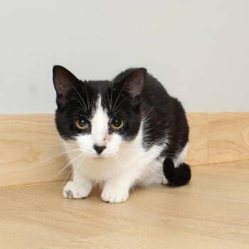 Little Annie C69733 -  Domestic Short Hair Cat for Adoption in Minnetonka, Minnesota - Little Annie C69733 | PetCurious