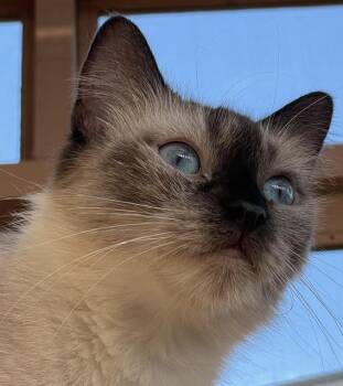 Starlight -  Siamese Cat for Adoption in Santa Barbara, California - Starlight | PetCurious