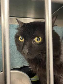 Rescue Domestic Medium Hair and Domestic Short Hair Cats for Adoption in Montreal, Quebec - Metro | PetCurious