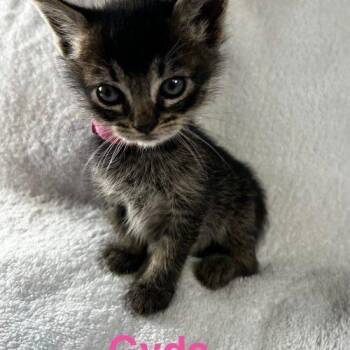 Domestic Medium Hair Cats Available for Adoption in Paulina, Louisiana - Gyda | PetCurious