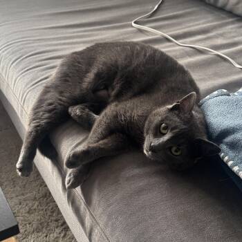 Domestic Short Hair Cats Available for Adoption - Dot | PetCurious