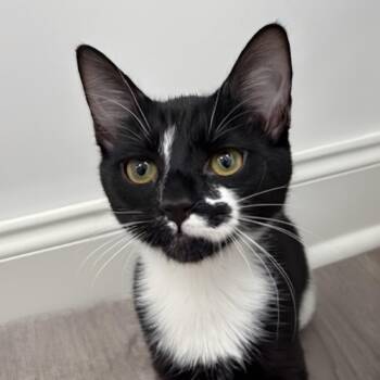 Domestic Short Hair Cats Available for Adoption in Cumming, Georgia - Bram | PetCurious