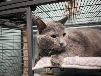 Domestic Medium Hair Cats Available for Adoption in Trenton, New Jersey - Wednesday | PetCurious