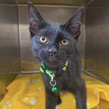Salsa -  Domestic Short Hair Cat for Adoption in Las Vegas, Nevada - Salsa | PetCurious