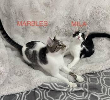 Mila & Marbles BONDED -  Domestic Short Hair Cat for Adoption in Boca Raton, Florida - Mila & Marbles BONDED | PetCurious