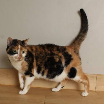 Cleo C69778 -  Domestic Short Hair Cat for Adoption in Minnetonka, Minnesota - Cleo C69778 | PetCurious