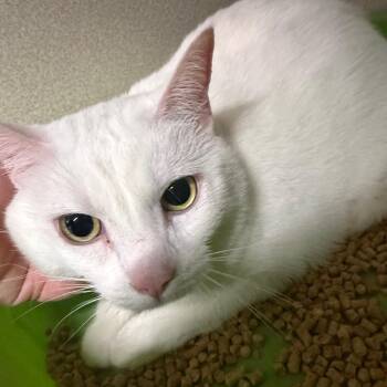 Domestic Short Hair Cats Available for Adoption - Cruella | PetCurious