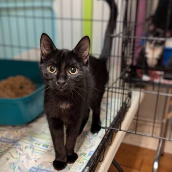 Rescue Domestic Short Hair Cats for Adoption - Hailee | PetCurious