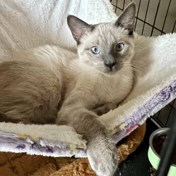 Rescue Siamese Cats for Adoption in Glendora, California - Perris Lilac Siamese | PetCurious