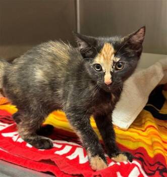 SMUDGE -  Domestic Short Hair Cat for Adoption in Conroe, Texas - SMUDGE | PetCurious