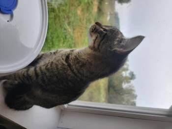Rescue Domestic Short Hair Cats for Adoption in Fertile, Minnesota - Double | PetCurious
