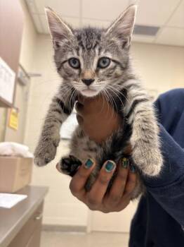 Corbin -  Domestic Short Hair Cat for Adoption in Fishers, Indiana - Corbin | PetCurious