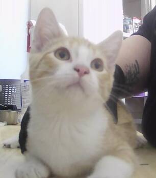 Cactus -  Domestic Short Hair Cat for Adoption in Dayton, Minnesota - Cactus | PetCurious