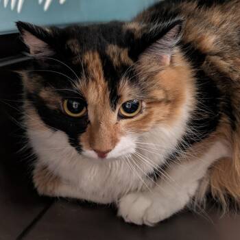 Gwen -  Domestic Medium Hair Cat for Adoption in Spokane, Washington - Gwen | PetCurious