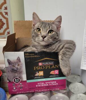 Domestic Short Hair Cats Available for Adoption - Baxter | PetCurious