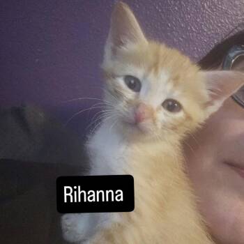 Rihanna -  Domestic Short Hair Cat for Adoption in Nampa, Idaho - Rihanna | PetCurious