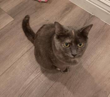 Marbles -  Domestic Short Hair Cat for Adoption in Millcreek, Utah - Marbles | PetCurious