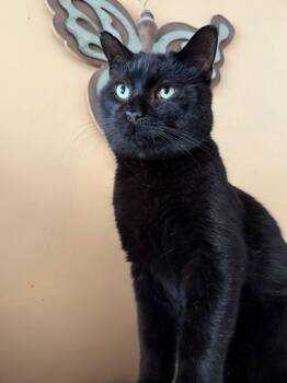 Rescue Domestic Short Hair Cats for Adoption in Cleveland, Ohio - Sparky | PetCurious