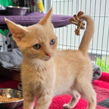 Domestic Short Hair Cats Available for Adoption - Bennett | PetCurious