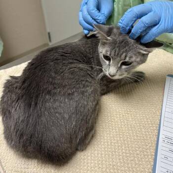 Leonarda -  Domestic Short Hair Cat for Adoption in Tempe, Arizona - Leonarda | PetCurious