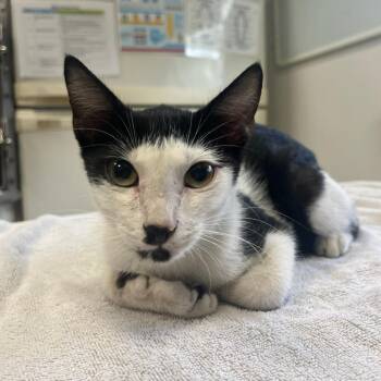 Magic 8 Ball -  Domestic Short Hair Cat for Adoption in Houston, Texas - Magic 8 Ball | PetCurious