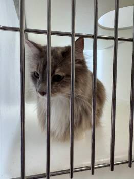 Domestic Long Hair Cats Available for Adoption in Columbia, Tennessee - Julie | PetCurious