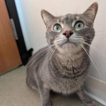 Buddy -  Domestic Short Hair Cat for Adoption in Rochester, Minnesota - Buddy | PetCurious