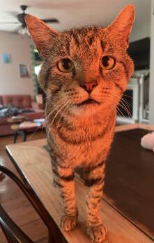 Rescue Domestic Short Hair Cats for Adoption in Seneca, South Carolina - (Formerly) Outside Dave | PetCurious