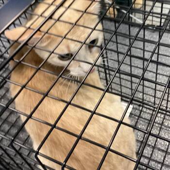 Stitch -  Domestic Short Hair Cat for Adoption in Montgomery, Alabama - Stitch | PetCurious