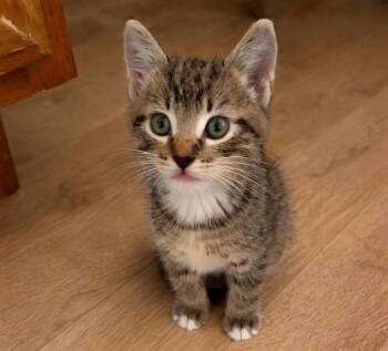 Tabby Cats Available for Adoption in San Juan Capistrano, California - Tiger | PetCurious