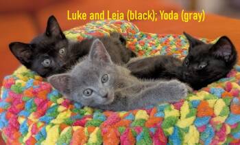 Luke, Leia and Yoda -  Domestic Short Hair Cat for Adoption in Melrose, Massachusetts - Luke, Leia And Yoda | PetCurious