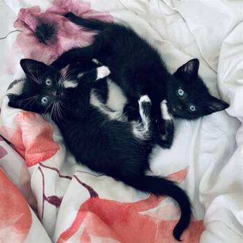 GLOVES -  Domestic Short Hair Cat for Adoption in Fort Myers, Florida - GLOVES | PetCurious