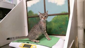MICHEAL -  Domestic Short Hair Cat for Adoption in Houston, Texas - MICHEAL | PetCurious