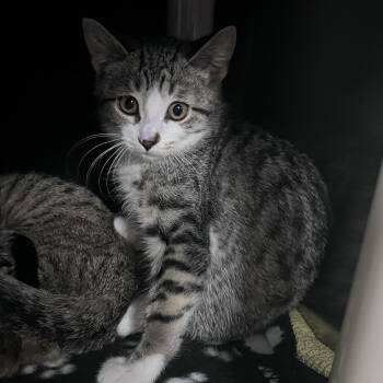Yow Yow-Foster -  Domestic Short Hair Cat for Adoption in Walker, Michigan - Yow Yow-Foster | PetCurious
