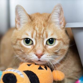 Domestic Short Hair Cats Available for Adoption in Evansville, Indiana - Ginger (Blondie) | PetCurious