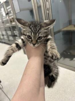 Domestic Short Hair Cats Available for Adoption in West Chester, Pennsylvania - Darling | PetCurious
