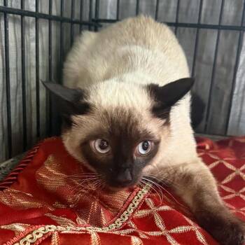 Siamese Cats Available for Adoption in Stephenville, Texas - Chad | PetCurious