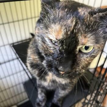 Bernadette -  Domestic Short Hair Cat for Adoption in Richmond, Virginia - Bernadette | PetCurious