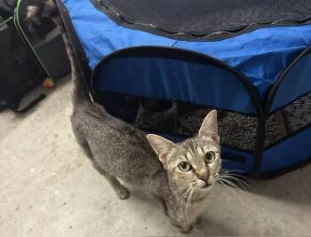 Fabel -  Domestic Short Hair Cat for Adoption in Emerald Isle, North Carolina - Fabel | PetCurious