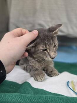Owen -  Domestic Short Hair Cat for Adoption in Westland, Michigan - Owen | PetCurious