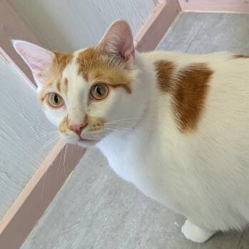 Domestic Short Hair Cats Available for Adoption in Aberdeen, Washington - Frito | PetCurious