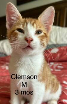 Clemson -  Domestic Short Hair Cat for Adoption in Darien, Georgia - Clemson | PetCurious
